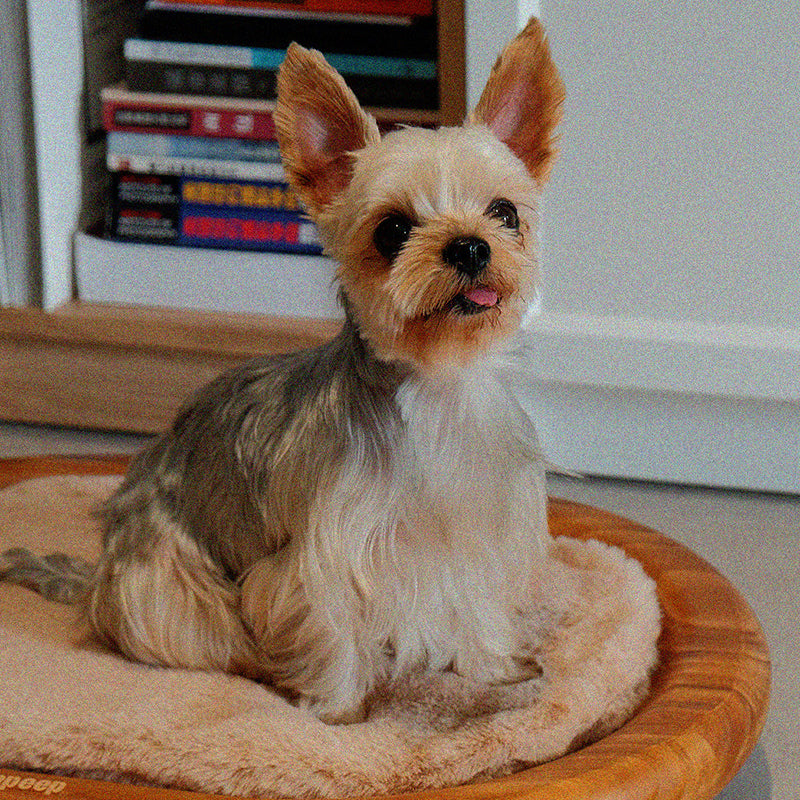 Modern Minimalist Oval Solid Wood Velvet Pet Bed with Cat Claw Leather Accents for Cats and Dogs, Bedroom-Ready